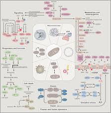 The Mitochondrion as an Emerging Therapeutic Target in Cancer ...