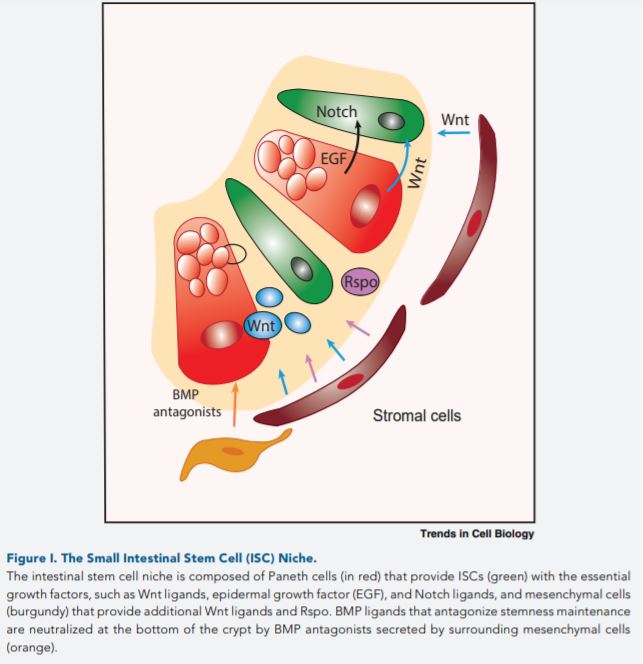 Wnt Signaling in 3D: Recent Advances in the Applications of Intestinal ...