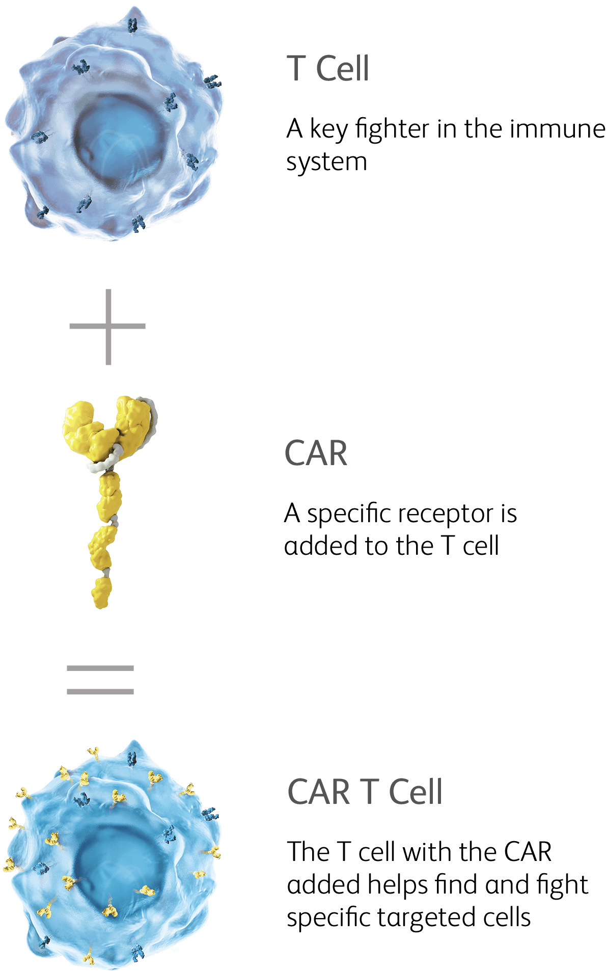 A T cell combines with a CAR protein to create a CAR T cell, which is designed to target and attack specific disease cells in the context of CAR-T cell therapy for autoimmune diseases.