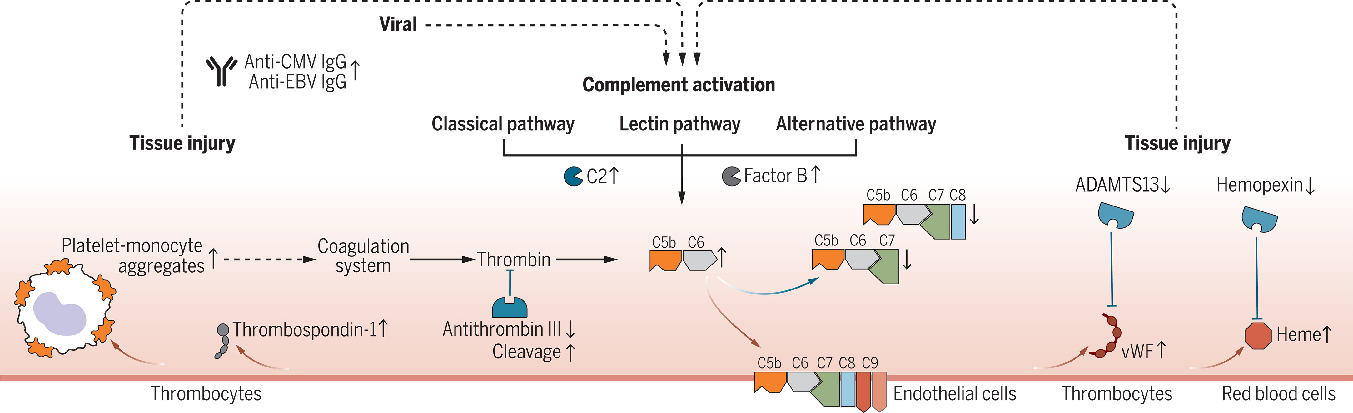 Complement System Causes Cell Damage in Long Covid ...